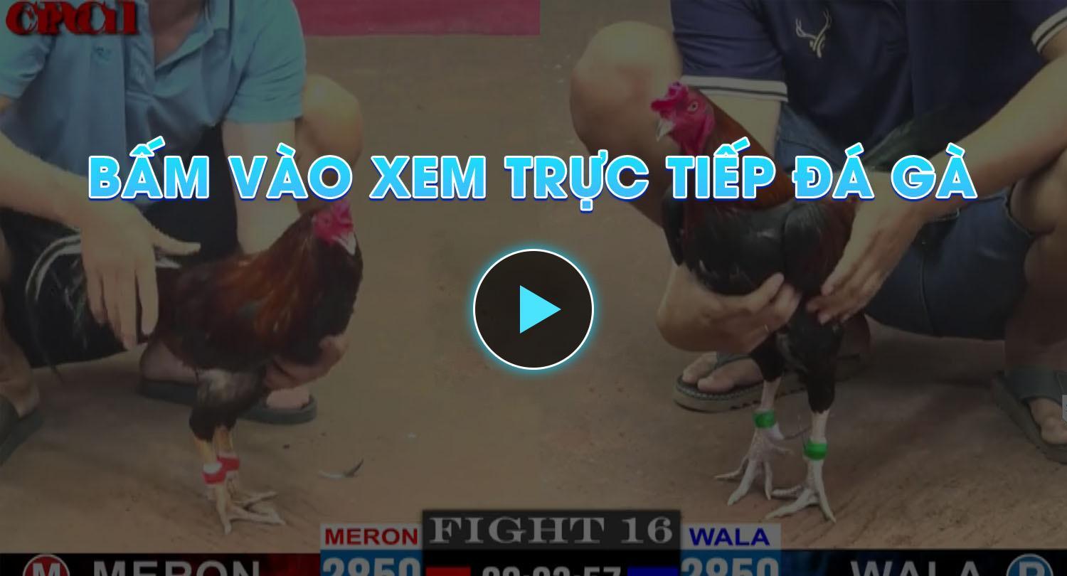 Xem Trực tiếp đá gà