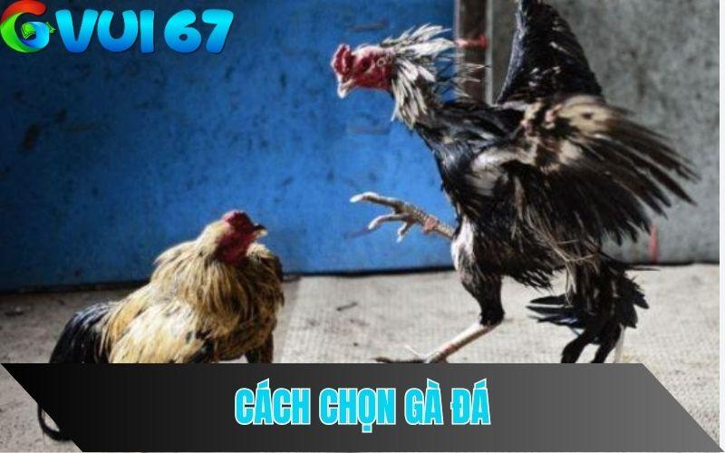 Cách chọn gà đá chuẩn