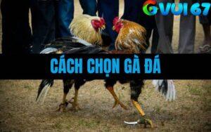 Hướng Dẫn Chi Tiết Cách Chọn Gà Đá Chuẩn Từ A-Z