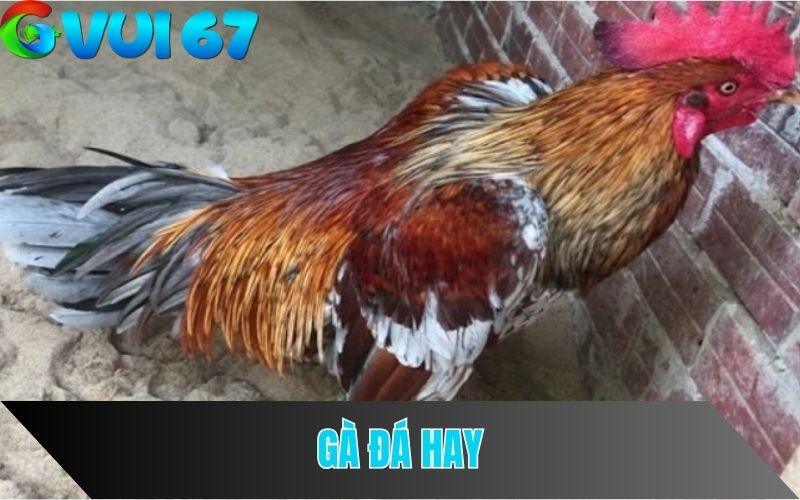 Những đặc điểm của gà đá hay