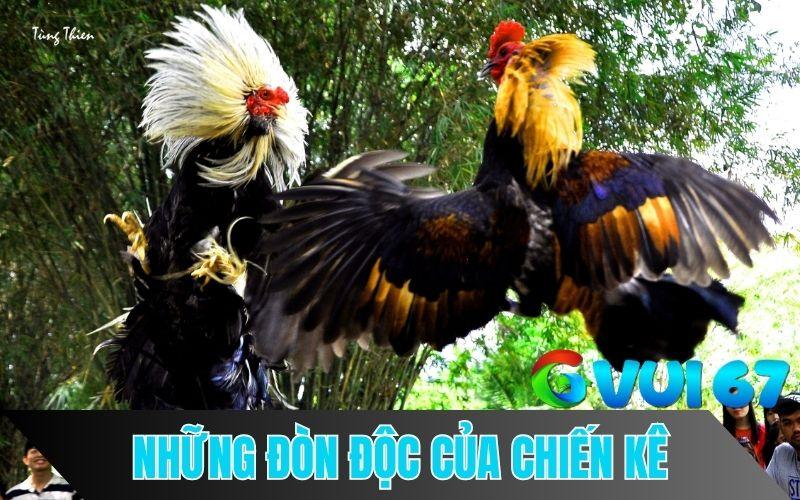 8 thế gà đá đòn độc từ sư kê thomo chia sẻ