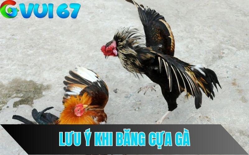 Băng cựa gà đá đúng cách sẽ gia tăng cơ hội chiến thắng.