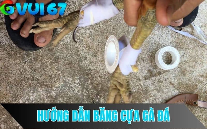 Cách Băng Cựa Gà Chính Xác Nhất