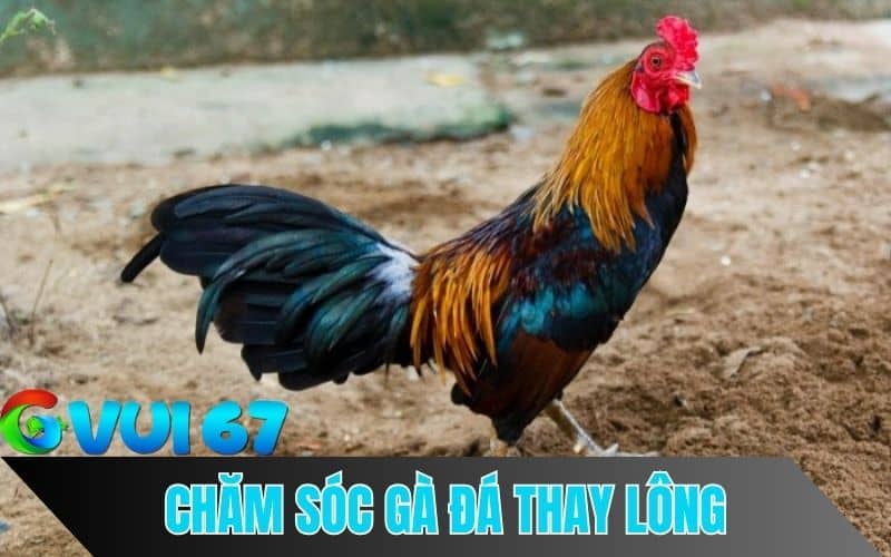 Cách Chăm Sóc Gà Đá Thay Lông 