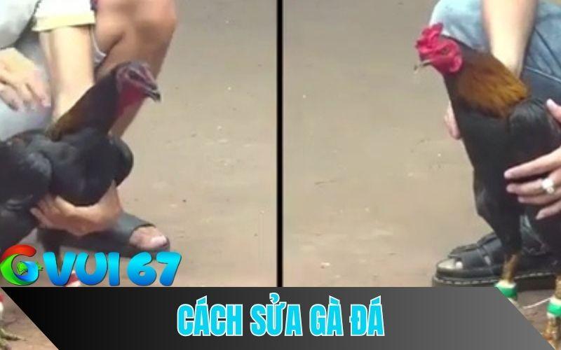 Cách sửa gà đá hiệu quả trong trận đấu