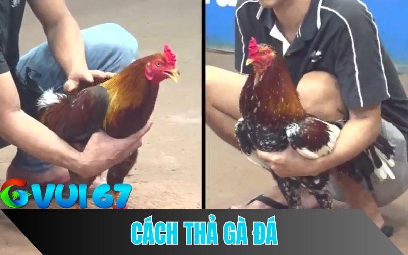 Cách thà gà đá chuẩn
