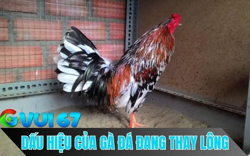 Dấu hiệu nhật biết gà đá thay lông