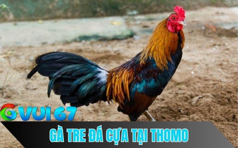 Đôi nét về dòng gà tre đá cựa tại Thomo