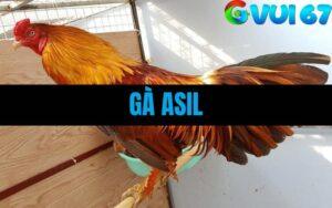 Gà Asil Là Gì? Tìm Hiểu Chiến Kê Lì Đòn Bậc Nhất Trong Giới Gà Đá