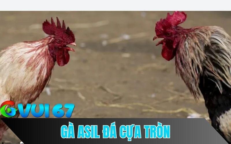 Gà Asil đá cựa sắt tại thomo