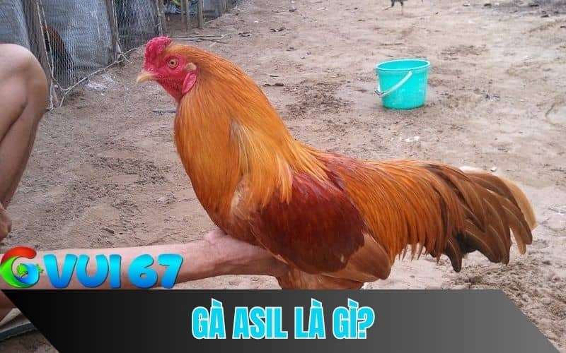 Gà Asil dòng gà đá có lịch sử từ Ấn Độ