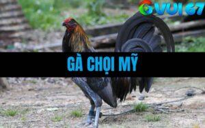 Gà Chọi Mỹ Là Gì? Những Giống Gà Mỹ Đá Hay Nhất Hiện Nay