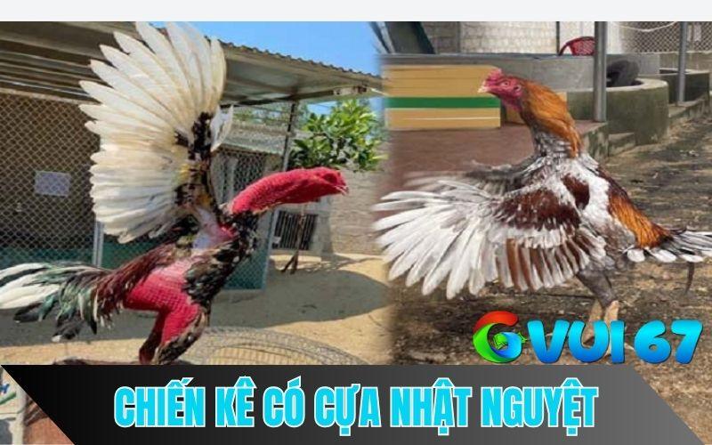 Gà Cựa Nhật Nguyệt - Chiến Kê Bất Bại Trên Mọi Sàn Đấu