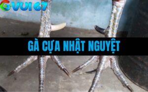 Gà Cựa Nhật Nguyệt – Giải Mã Chiến Kê Có Cặp Cựa Âm Dương Hiếm Gặp