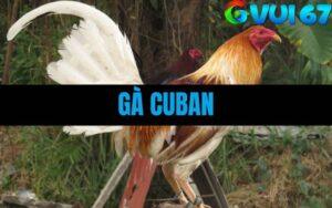 Gà Cuban Là Gì? Tìm Hiểu Về Dòng Gà Chiến Từ Đảo Quốc Caribe