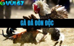 Gà Đá Đòn Độc – Tuyệt Kỹ Kết Liễu Đối Thủ Của Chiến Kê Thomo