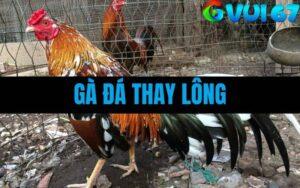 Gà Đá Thay Lông - Tìm Hiểu Quá Trình Chiến Kê “Lột Xác” Trưởng Thành