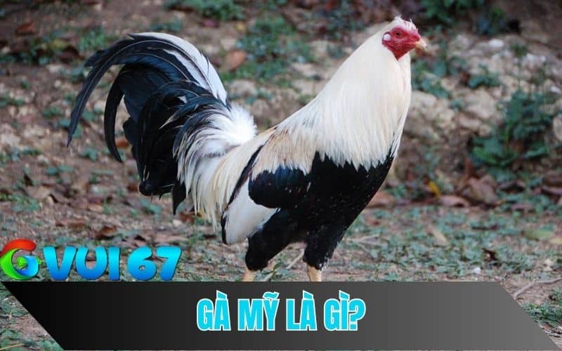 Gà Mỹ Là Gì?