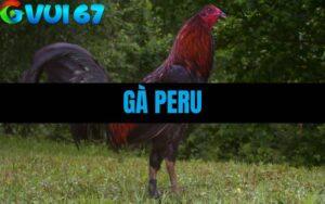 Gà PERU – Tìm Hiểu Giống Gà Chiến Đẳng Cấp Thống Trị Đấu Trường Thomo