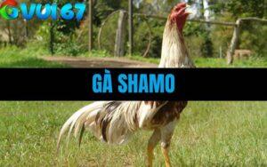 Gà Shamo – 4 Dòng Gà Chiến Nhật Bản Được Ưa Chuộng Nhất Thomo Hiện Nay