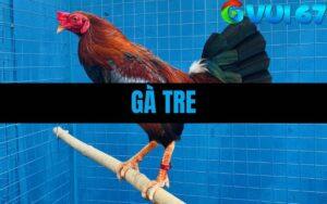 Gà Tre - Tìm Hiểu Giống Gà Việt "Nhỏ Mà Có Võ" Chiến Nhất Thomo