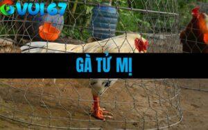 Gà Tử Mị Là Gì? Giải Mã Chiến Kê Dị Tướng Hiếm Có Trong Giới Gà Đá