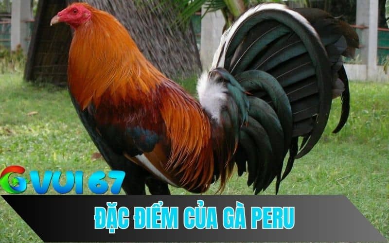 Gà chọi Peru Thuần chủng