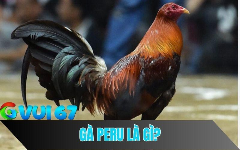 Gà chọi Peru là gì?