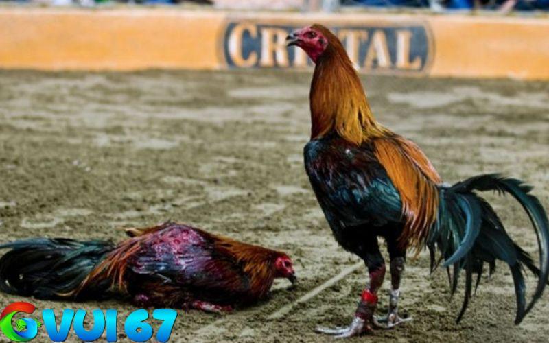 Gà chọi Peru thi đấu tại Thomo