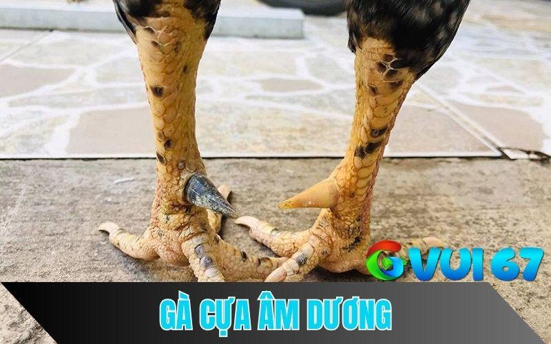 Gà cựa nhật nguyệt(âm dương) là gì?