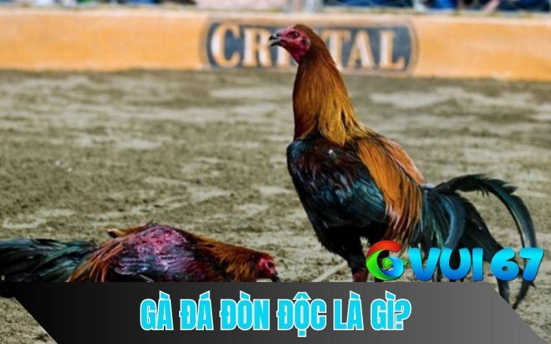 Gà đá đòn độc là những chiến kê sở hữu cú đá 1 đòn hạ đối thủ