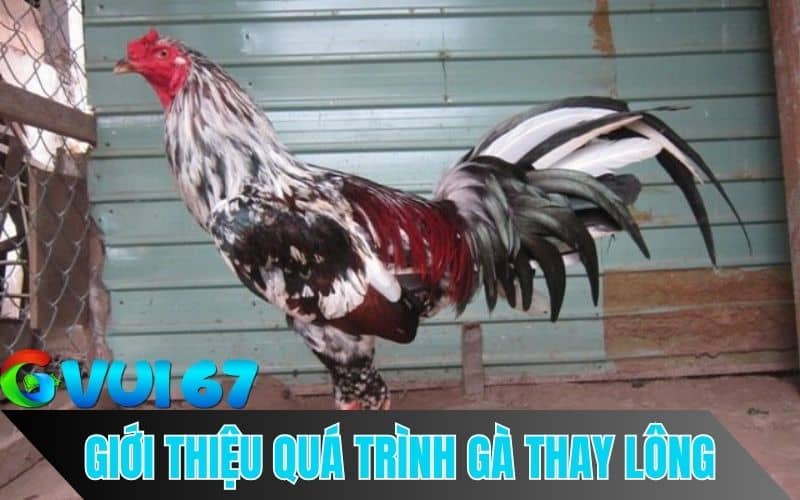 Gà đá thay lông là quá trình chiến kê rụng lông cũ và mọc lông mới