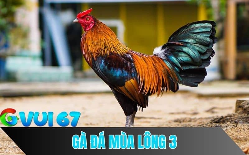 Gà đá thay lông mua lông 3