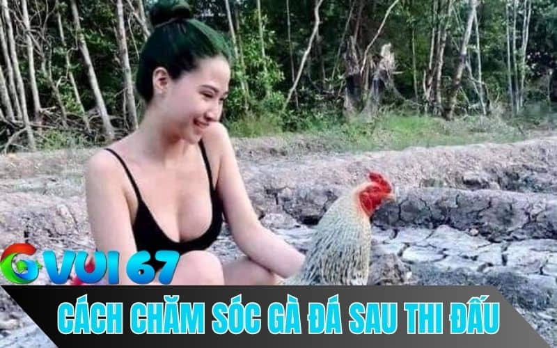 Hướng Dẫn Các Phương Pháp Chăm Sóc Gà Đá Sau Khi Thi Đấu