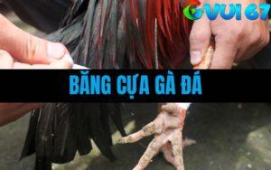 Hướng Dẫn Cách Băng Cựa Gà Đá Chuẩn – Kỹ Thuật Sư Kê Thomo Tin Dùng