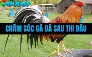 Hướng Dẫn Cách Chăm Sóc Gà Đá Sau Khi Thi Đấu (Khi Đã Làm Tang)