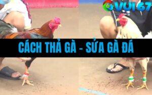 Hướng Dẫn Cách Thả Gà, Sửa Gà Đá Mà Các Nài Gà Chuyên Nghiệp Áp Dụng