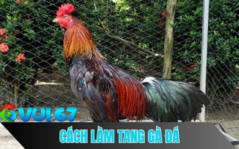 Hướng dẫn chi tiết các bước làm tang gà đá