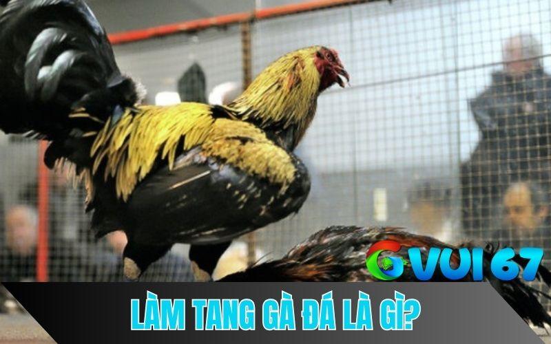 Làm tang gà đá là kỹ thuật sử lý chiến kê sau mỗi trận đấu