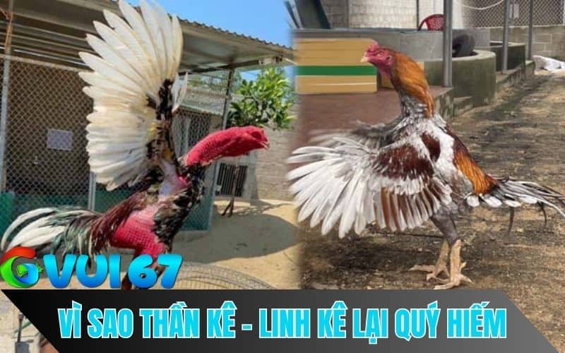 Lý do kê thủ nào cũng muốn sở 2 loại gà quý hiếm này
