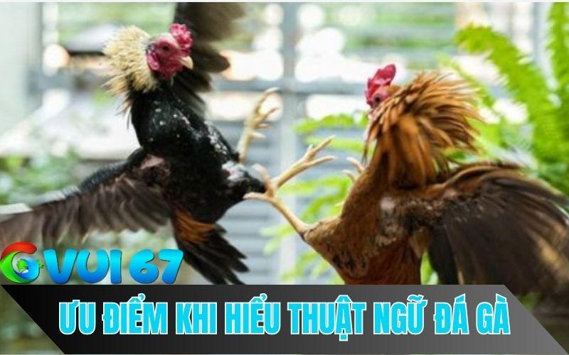Mắm vững thuật ngữ trong đá gà mang lại nhiều lợi ích