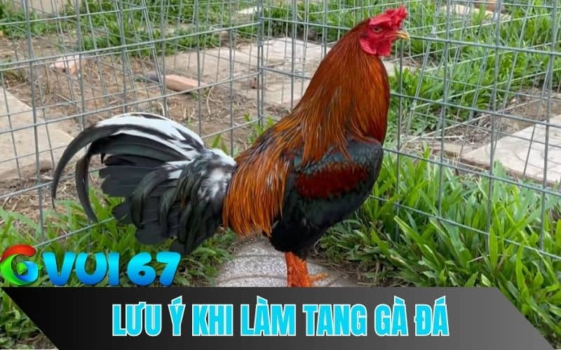 Những Lưu Ý Quan Trọng Khi Làm Tang Gà Đá
