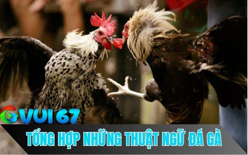 Những Thuật Ngữ Trong Đá Gà Mà Người Chơi Không Nên Bỏ Qua