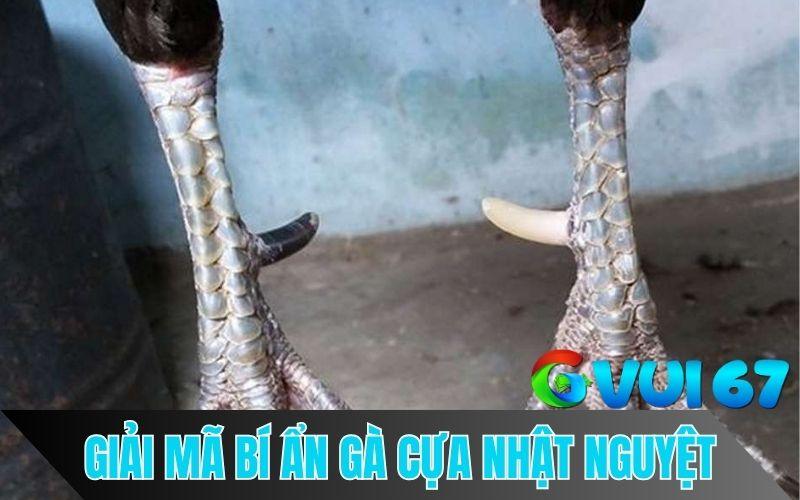 Những câu hỏi thường gặp về gà có cựa âm dương