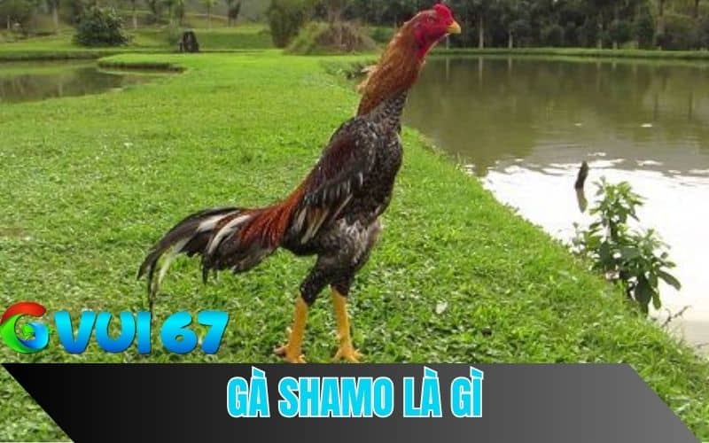 Shamo là giống gà chọi Nhật Bản có từ thế kỷ 17