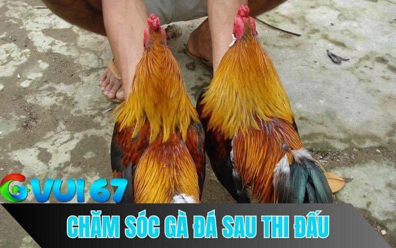 Tầm quan trọng của việc chăm sóc gà đá sau khi thi đấu