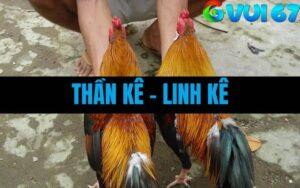 Thần kê, Linh Kê Là Gì? - Giải Mã Những Chiến Kê Mà Ai Cũng Muốn Có