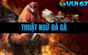 Thuật Ngữ Trong Đá Gà - Giải Mã Ngôn Ngữ Sư Kê Thomo Không Nên Bỏ Qua