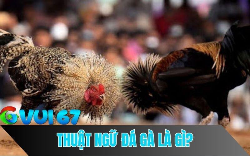 Thuật Ngữ Trong Đá Gà Là Gì?