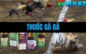 Thuốc Gà Đá Là Gì? Tổng Hợp Các Loại Thuốc Được Sư Kê Thomo Tin Dùng